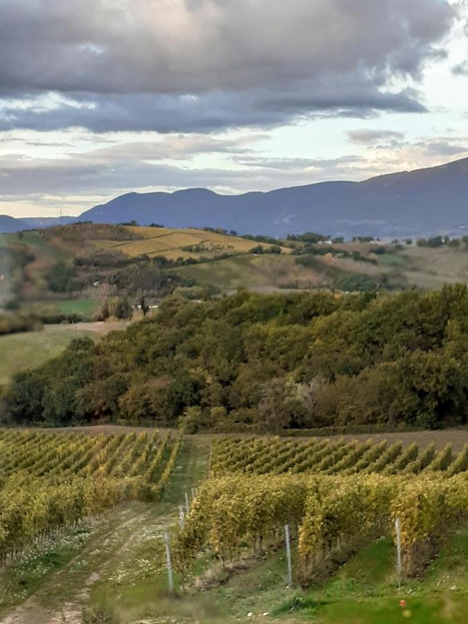 Tenuta Grimaldi Wine Resort Matelica Zewnętrze zdjęcie