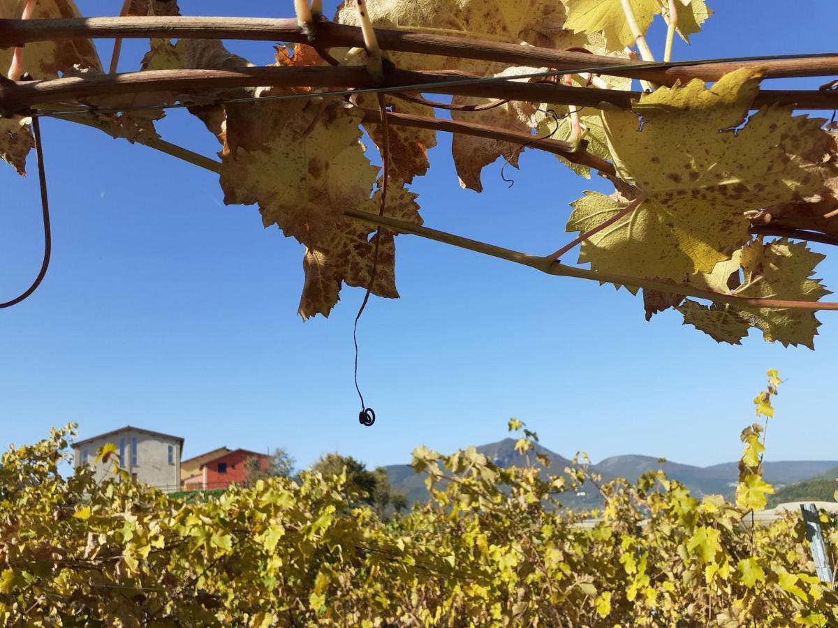 Tenuta Grimaldi Wine Resort Matelica Zewnętrze zdjęcie